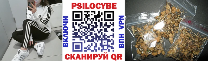 Купить закладки  Кольчугино  Псилоцибиновые грибы прущие грибы 